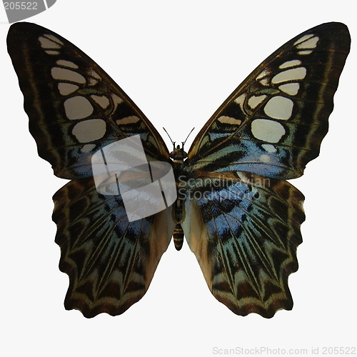 Image of Butterfly-Clipper