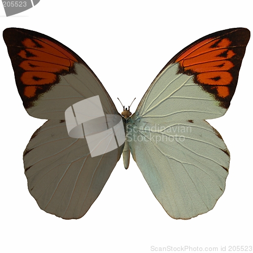 Image of Butterfly-Great Orange Tip
