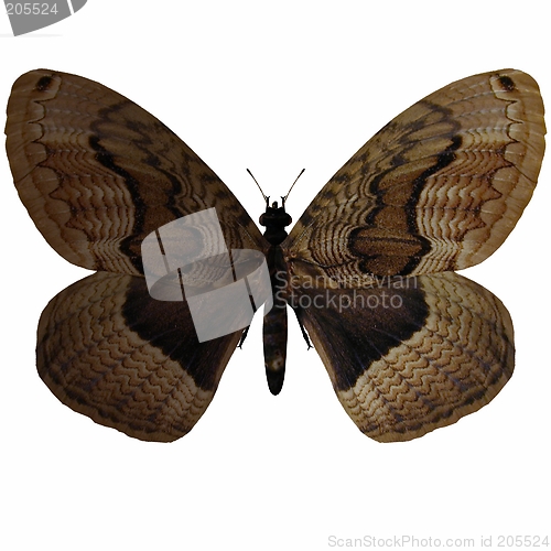 Image of Butterfly-Hartigs Brahmea