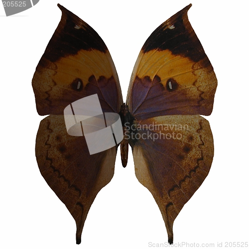 Image of Butterfly-Indian Leaf