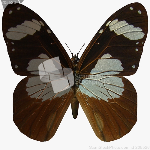 Image of Butterfly-Ivory Merchant