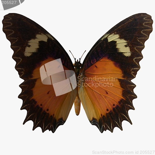 Image of Butterfly-Lacewing