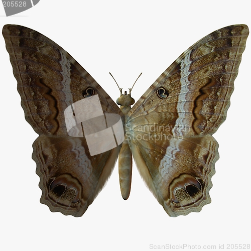 Image of Butterfly-Mapper