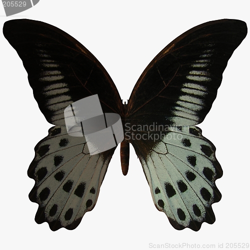 Image of Butterfly-Marble Swallow Tail