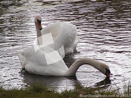 Image of Swans