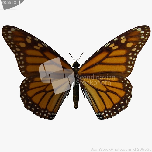 Image of Butterfly-Monarch