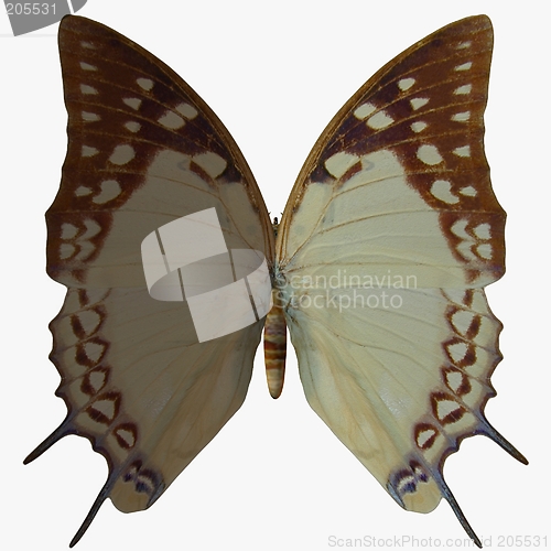 Image of Butterfly-Nawab