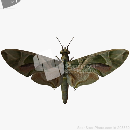 Image of Butterfly-Oleander Hawk