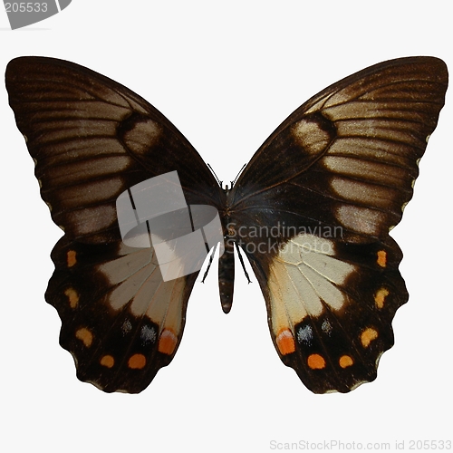 Image of Butterfly-Orchard Swallow Tail