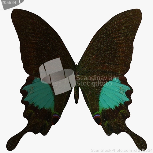 Image of Butterfly-Paris Peacock
