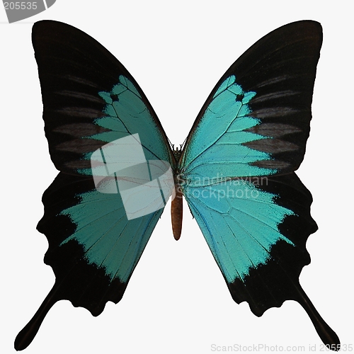 Image of Butterfly-Peacock Royal