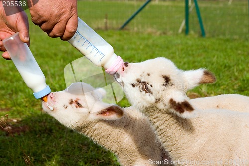 Image of Feeding Time