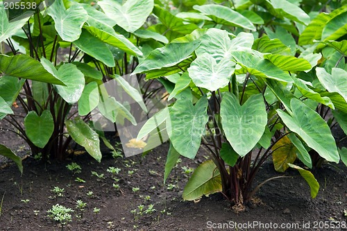 Image of Taro Field