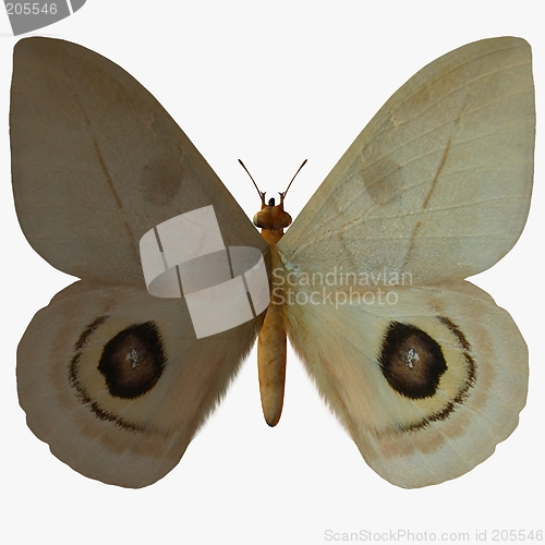 Image of Butterfly-Peeping Tom