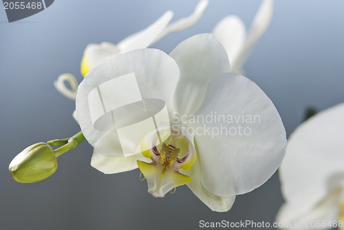 Image of White Orchid
