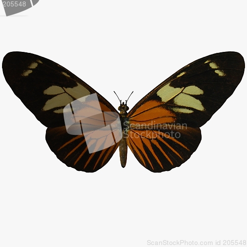 Image of Butterfly-Postman