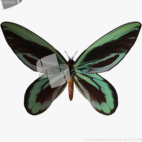 Image of Butterfly-Qu Alexander Birdwing