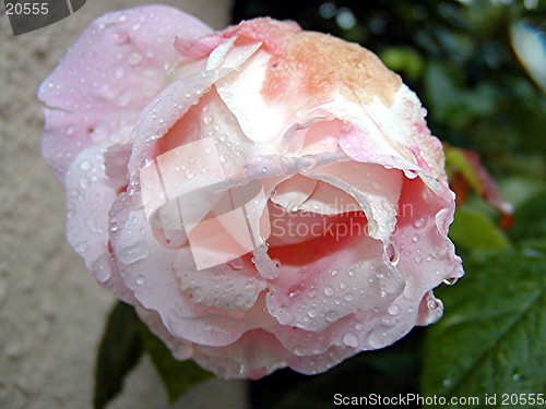 Image of Pretty Pink