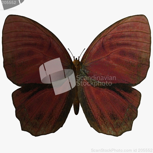 Image of Butterfly-Red Rooster