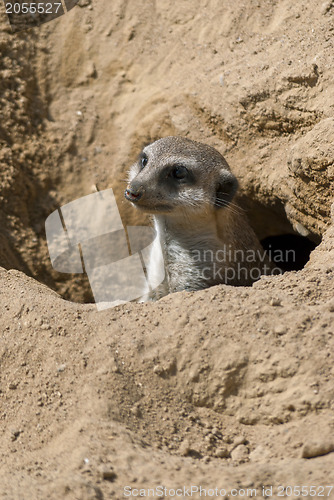 Image of Meerkat