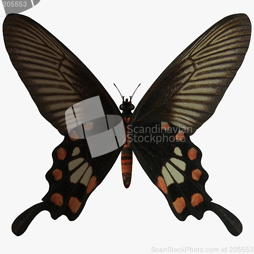 Image of Butterfly-Rose Swallow Tail