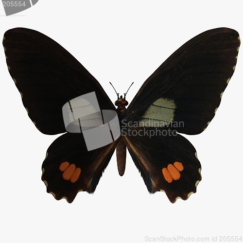 Image of Butterfly-Ruby Swallow Tail