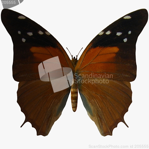 Image of Butterfly-Russet Flipper