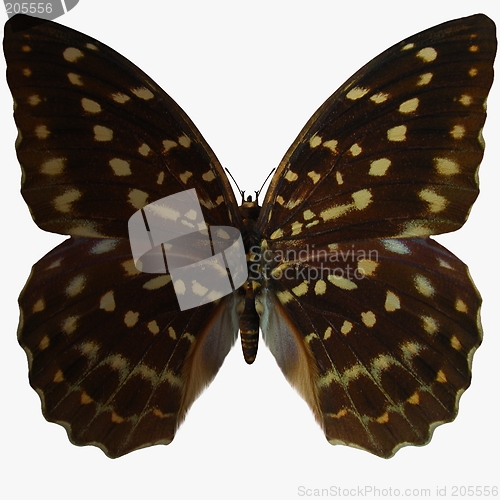 Image of Butterfly-Speckled Hen