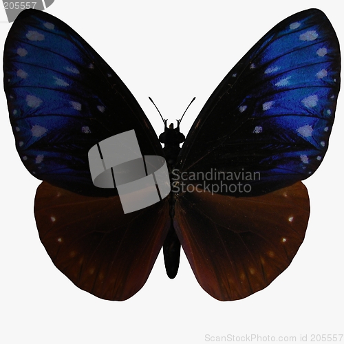 Image of Butterfly-Striped Blue Crow