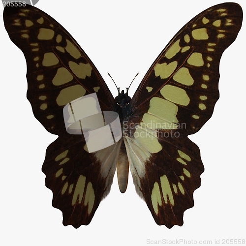 Image of Butterfly-Swallow Tail
