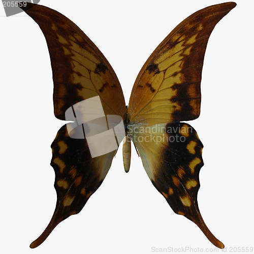 Image of Butterfly-Swallow Tail