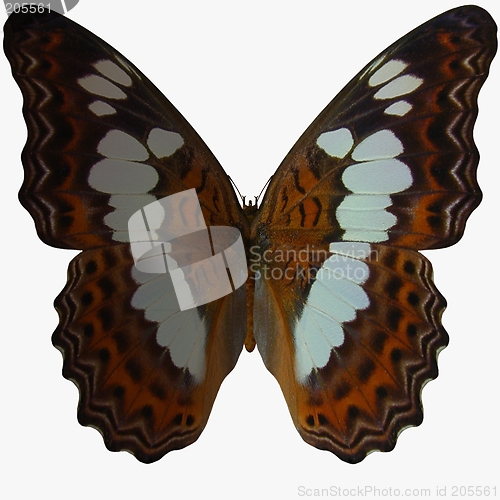 Image of Butterfly-White Admiral