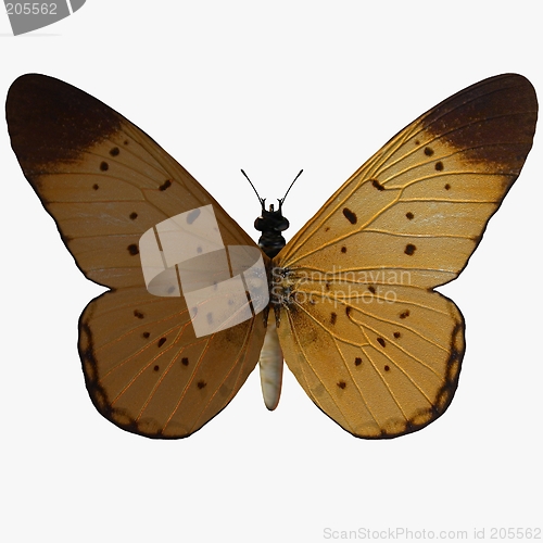 Image of Butterfly-Yellow Coster