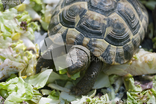 Image of Turtle
