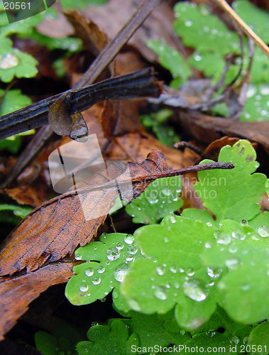 Image of Wet forest floor