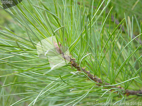 Image of Siberian pine