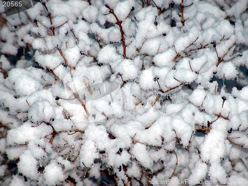 Image of Snow