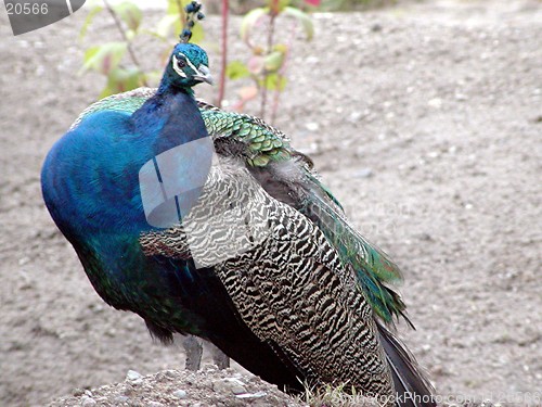 Image of Pretty Peacock