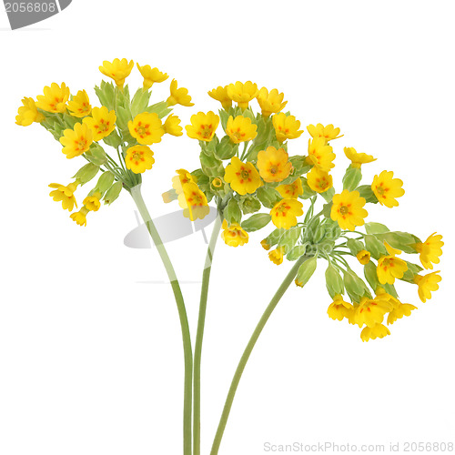 Image of Cowslip Flowers