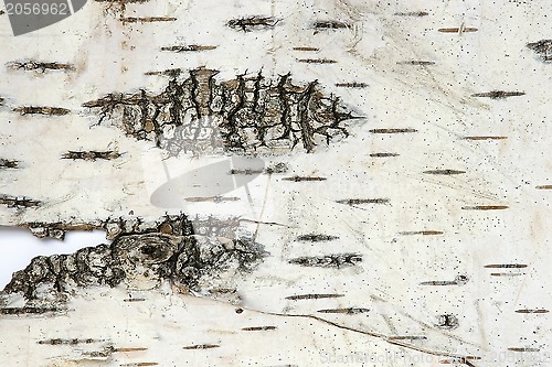 Image of Bark of a birch
