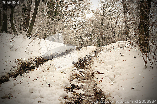 Image of road in the forest