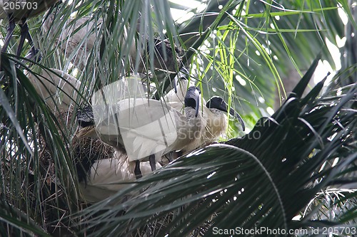 Image of Australian White Ibis