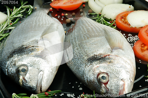 Image of Fresh Gilthead