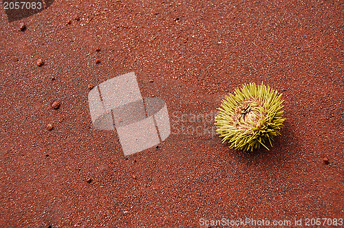Image of Sea urchin on a red sand beach