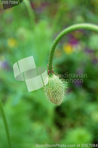 Image of Aphids around an unopened flower bud