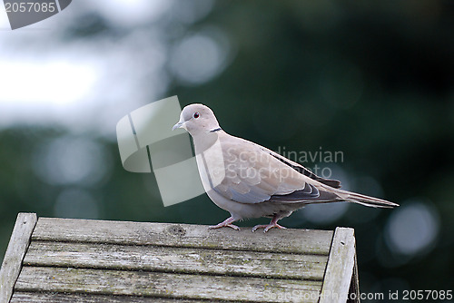 Image of Ringneck dove