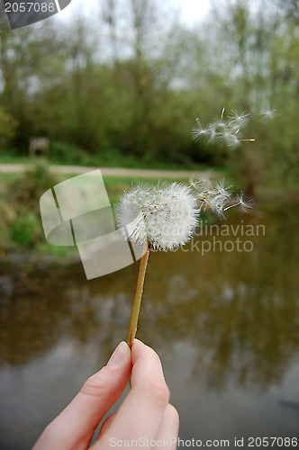 Image of Hand holding a dandelion clock