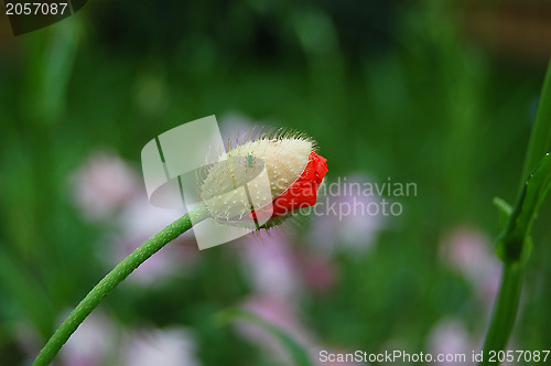 Image of Greenfly on a poppy flower bud