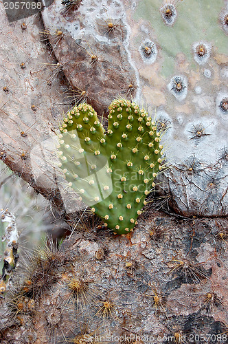 Image of Heart-shaped cactus