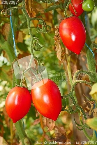 Image of Latest tomatoes in autumn greenhouse